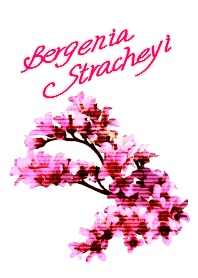 Bergenia Stracheyi