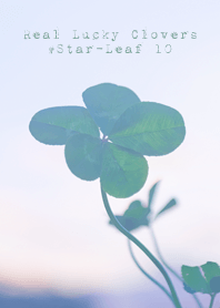 本物ラッキークローバーズ #Star-Leaf 10