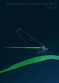Calopteryx atrata Photo#2-2Not AI