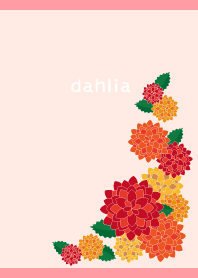 autumn dahlia on light pink
