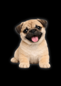 Plush Pug Theme B/W 05