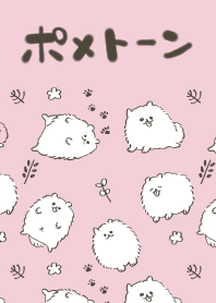 pomeranian of pometone strawberry