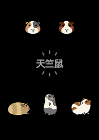 我養的虛擬天竺鼠(護眼黑色)