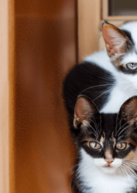 Nyanko Great Runaway#cbhaz115.