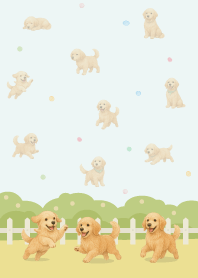 庭で遊ぶゴールデンレトリバー/青1