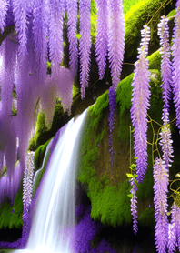 紫藤花の季 MznMa