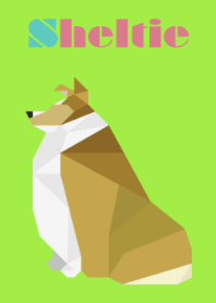 Sheltie(Golden sable)