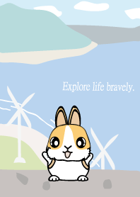 The curious bunny theme