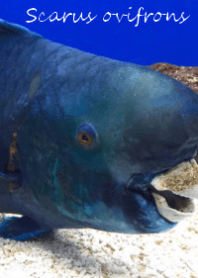 Scarus ovifrons