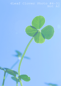 4leaf Clover Photo#4-31Not AI