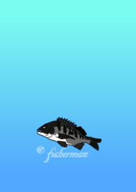 Acanthopagrus schlegelii