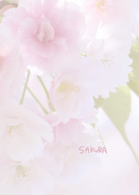 Japanese SAKURA Theme 5