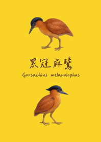 นกกระยางดำหัวสวย(ไข่เหลือง)