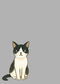 tuxedo cat on white