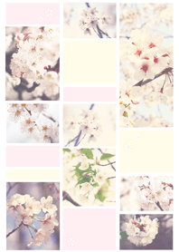 桜、咲く