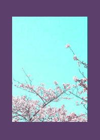 CHERRY BLOSSOMS & BLUE SKY-DEEP PURPLE