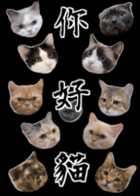 こんにちは,猫 ☆ 夜遊び _ 護目黒