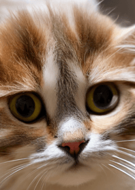 Cat Runaway 33333320