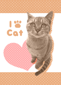 I LOVE CAT THEME2