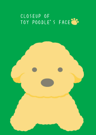 CLOSEUP OF TOY POODLE'S FACE/COBALT GR