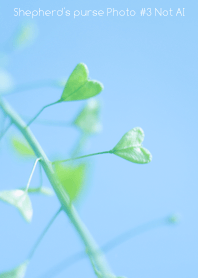 Shepherd's purse Photo #3-10Not AI