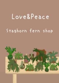 人気の植物屋さんOpen【StaghornfernShop】