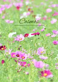 --- Cosmos --- 12