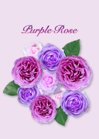 "Purple rose 2" theme