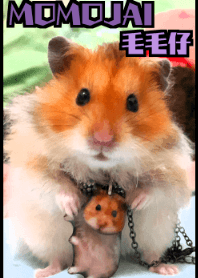 Golden Hamster~MoMoJai~