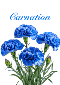 Carnation vol.14