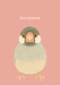 I am a Java sparrow on p & b JP