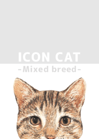 ICON CAT - Mixed breed cat - GRAY/02