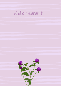 August's birth flower,Globe amaranth