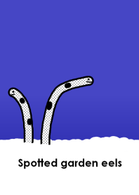 Spotted garden eels