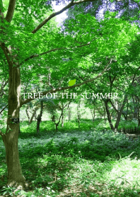 TREE OF THE SUMMER.MEKYM 15
