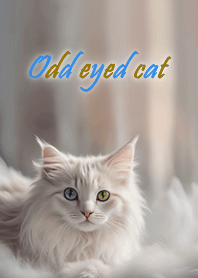 Odd eyed white cat