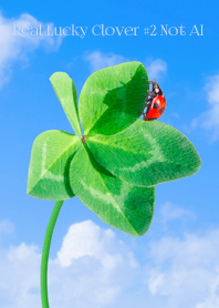 Real Lucky Clover #2-14NotAI