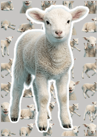 baby sheep White Gray