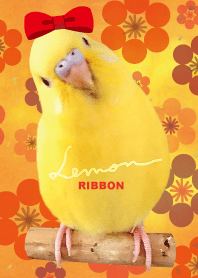 budgerigar Lemon "Ribbon"