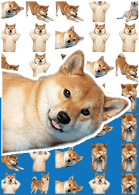 柴犬真人表演 白藍色