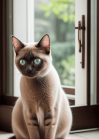 Q version cute cat f54598