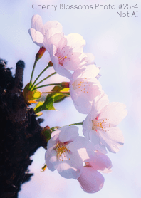 Cherry Blossoms Photo #25-4 Not AI