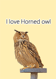 Horned owl Horned owl