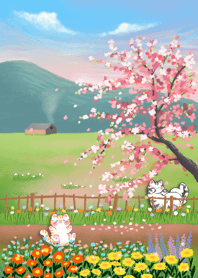 Cherry blossom bloom