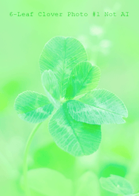 6-leaf Clover Photo #1-1Not AI