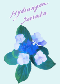 Hydrangea serrata flower