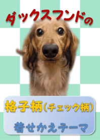 臘腸犬的格子圖案（格子圖案）主題