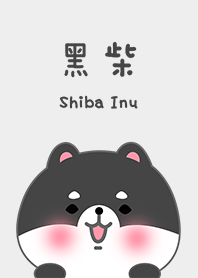 misty cat-Shiba Inu 2