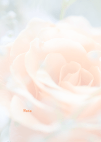 Rose Theme 31