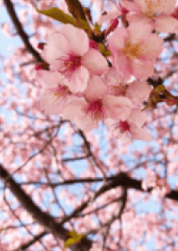 Beautiful cherry blossoms!